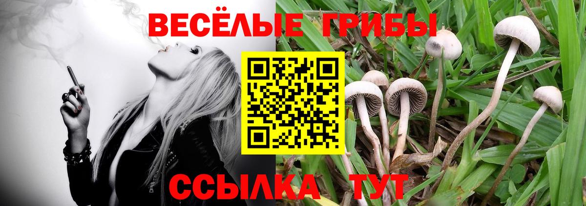 Галлюциногенные грибы MAGIC MUSHROOMS  купить наркоту  Курчалой  Галлюциногенные грибы Cubensis  Вход с VPN 
